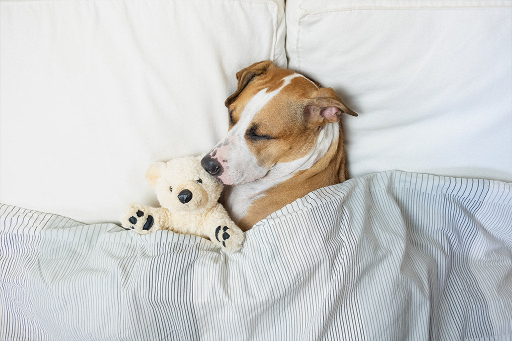 5 Popular Dog Sleeping Positions