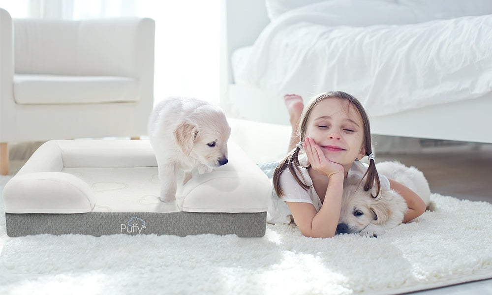 Washable Dog Bed: A Convenient Solution for Pet Owners